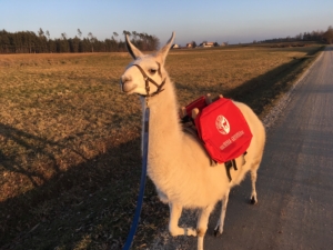 Greta mit Packsattel