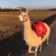 Greta mit Packsattel